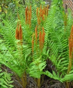 Garden Goods Direct Cinnamon Fern 7 Garden Goods Direct Cinnamon Fern
