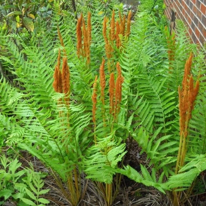 Garden Goods Direct Cinnamon Fern 4 Garden Goods Direct Cinnamon Fern