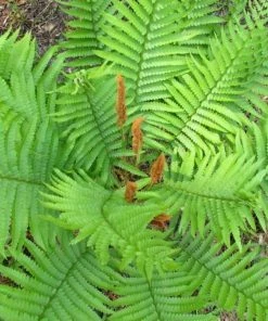 Garden Goods Direct Cinnamon Fern