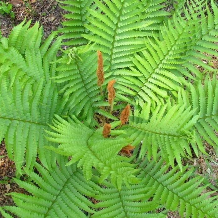 Garden Goods Direct Cinnamon Fern 2 Garden Goods Direct Cinnamon Fern