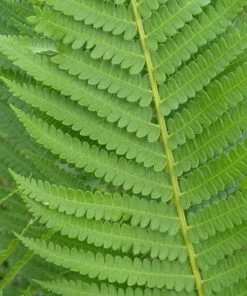 Garden Goods Direct Cinnamon Fern 6 Garden Goods Direct Cinnamon Fern