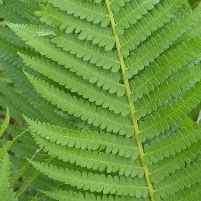 Garden Goods Direct Cinnamon Fern 3 Garden Goods Direct Cinnamon Fern