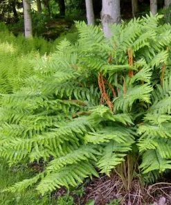 Garden Goods Direct Cinnamon Fern