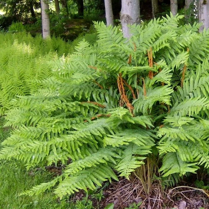 Garden Goods Direct Cinnamon Fern 1 Garden Goods Direct Cinnamon Fern
