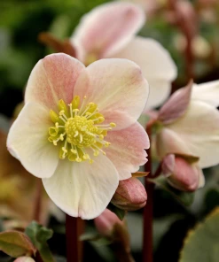 Garden Goods Direct Perennials Helleborus Cinnamon Snow