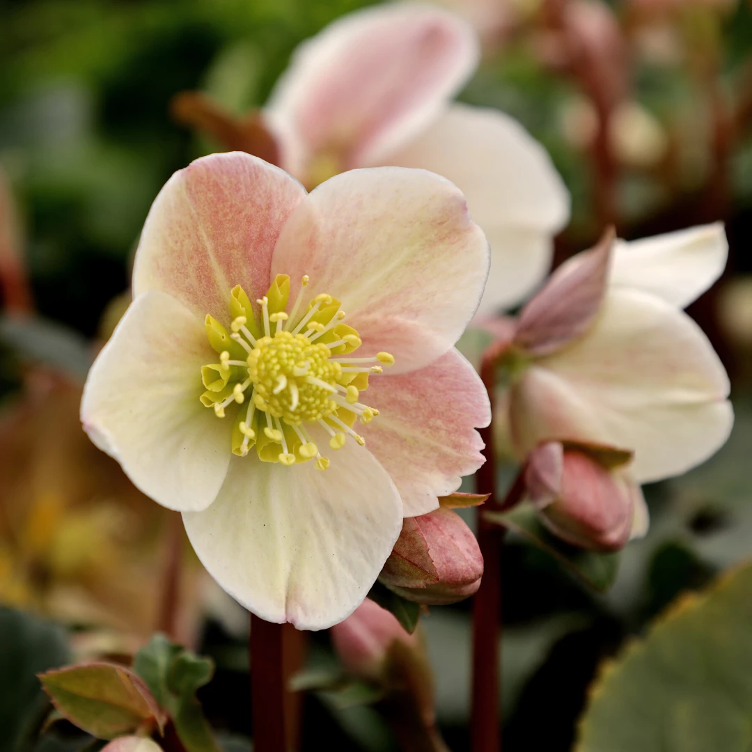 Garden Goods Direct Perennials Helleborus Cinnamon Snow 1 Garden Goods Direct Perennials Helleborus Cinnamon Snow