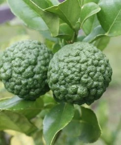 Garden Goods Direct Kieffer Lime Tree 5 Garden Goods Direct Kieffer Lime Tree