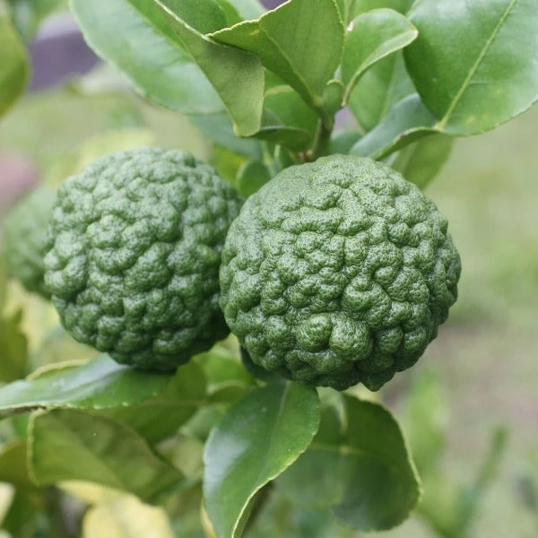 Garden Goods Direct Kieffer Lime Tree 3 Garden Goods Direct Kieffer Lime Tree