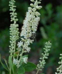 Garden Goods Direct Clethra Sixteen Candles