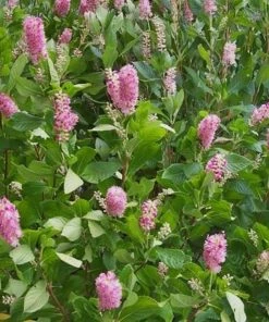 Garden Goods Direct Clethra Ruby Spice