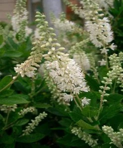 Garden Goods Direct Shrubs Clethra Hummingbird