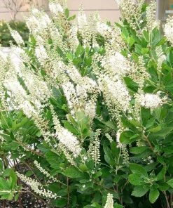 Garden Goods Direct Shrubs Clethra Hummingbird