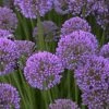 Garden Goods Direct Perennials Allium Millenium