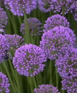 Garden Goods Direct Perennials Allium Millenium