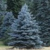 Garden Goods Direct Trees Colorado Blue Spruce