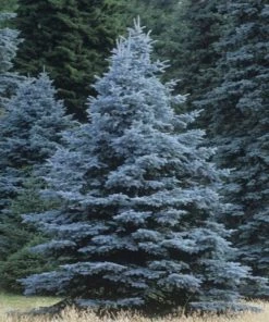 Garden Goods Direct Trees Colorado Blue Spruce