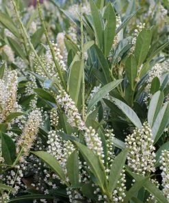 Garden Goods Direct Otto Luyken Laurel Shrubs 7 Garden Goods Direct Otto Luyken Laurel Shrubs