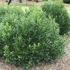 Garden Goods Direct Shamrock Inkberry Holly Shrubs