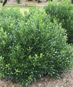 Garden Goods Direct Shamrock Inkberry Holly Shrubs