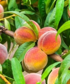 Garden Goods Direct Contender Peach Tree Trees