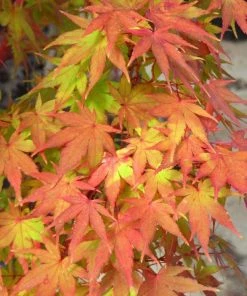 Garden Goods Direct Peaches And Cream Japanese Maple Trees