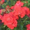 Garden Goods Direct Shrubs Coral Drift® Rose
