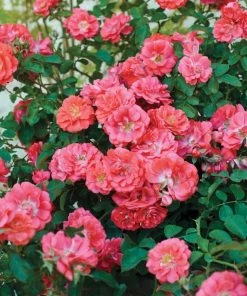 Garden Goods Direct Shrubs Coral Drift® Rose