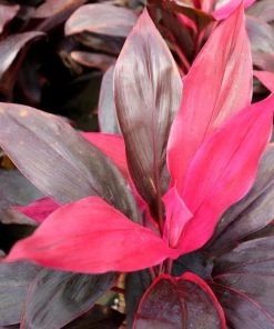 Garden Goods Direct House Plants Cordyline Florica