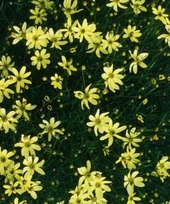 Garden Goods Direct Coreopsis Moonbeam Perennials