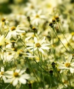 Garden Goods Direct Coreopsis Moonbeam Perennials