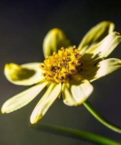 Garden Goods Direct Coreopsis Moonbeam Perennials