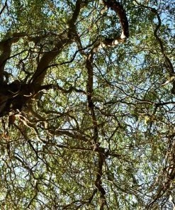 Garden Goods Direct Corkscrew Willow Trees 6 Garden Goods Direct Corkscrew Willow Trees