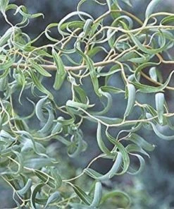 Garden Goods Direct Corkscrew Willow Trees 7 Garden Goods Direct Corkscrew Willow Trees