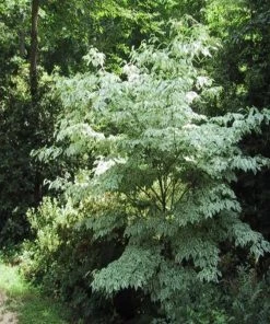 Garden Goods Direct Wolf Eyes Dogwood Trees