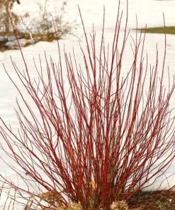 Garden Goods Direct Proven Winners® Color Choice® Arctic Fire® Red Twig Dogwood Shrubs