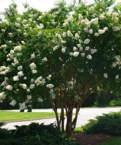 Garden Goods Direct Natchez Crape Myrtle 6 Garden Goods Direct Natchez Crape Myrtle