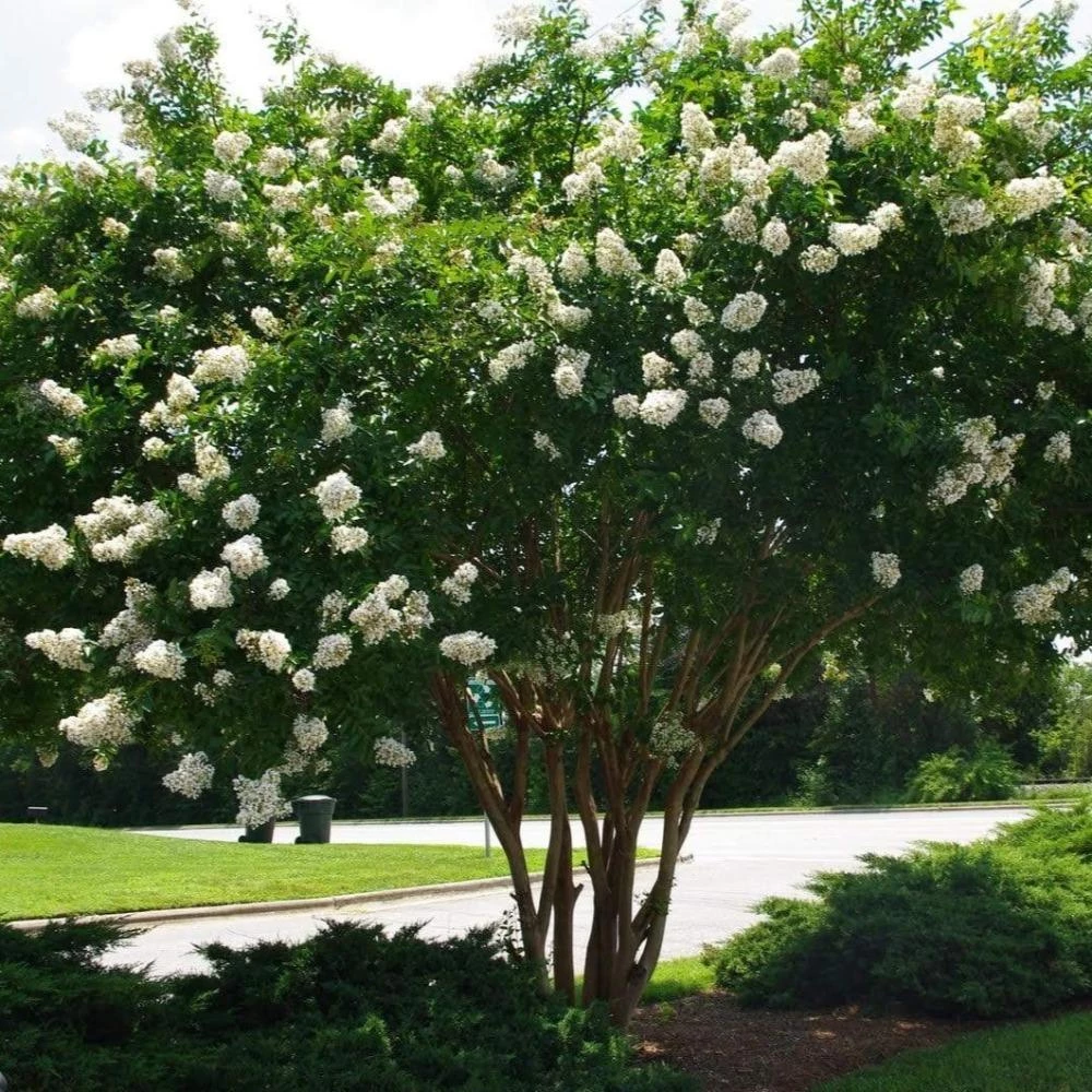 Garden Goods Direct Natchez Crape Myrtle 3 Garden Goods Direct Natchez Crape Myrtle