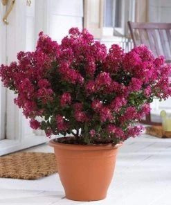 Garden Goods Direct Berry Dazzle Crape Myrtle Shrubs