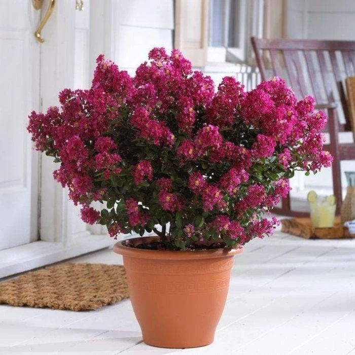 Garden Goods Direct Berry Dazzle Crape Myrtle Shrubs 1 Garden Goods Direct Berry Dazzle Crape Myrtle Shrubs