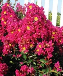 Garden Goods Direct Berry Dazzle Crape Myrtle Shrubs