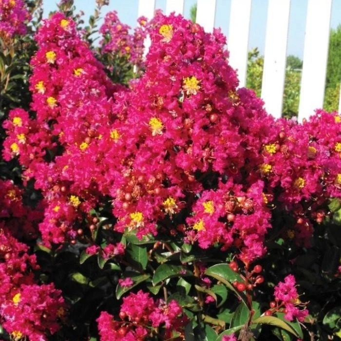 Garden Goods Direct Berry Dazzle Crape Myrtle Shrubs 2 Garden Goods Direct Berry Dazzle Crape Myrtle Shrubs