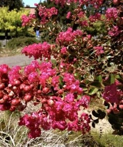 Garden Goods Direct Berry Dazzle Crape Myrtle Shrubs 6 Garden Goods Direct Berry Dazzle Crape Myrtle Shrubs