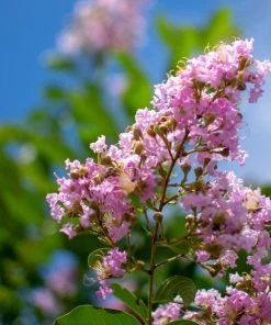 Garden Goods Direct Muskogee Crape Myrtle