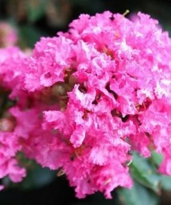 Garden Goods Direct Pocomoke Crape Myrtle 7 Garden Goods Direct Pocomoke Crape Myrtle