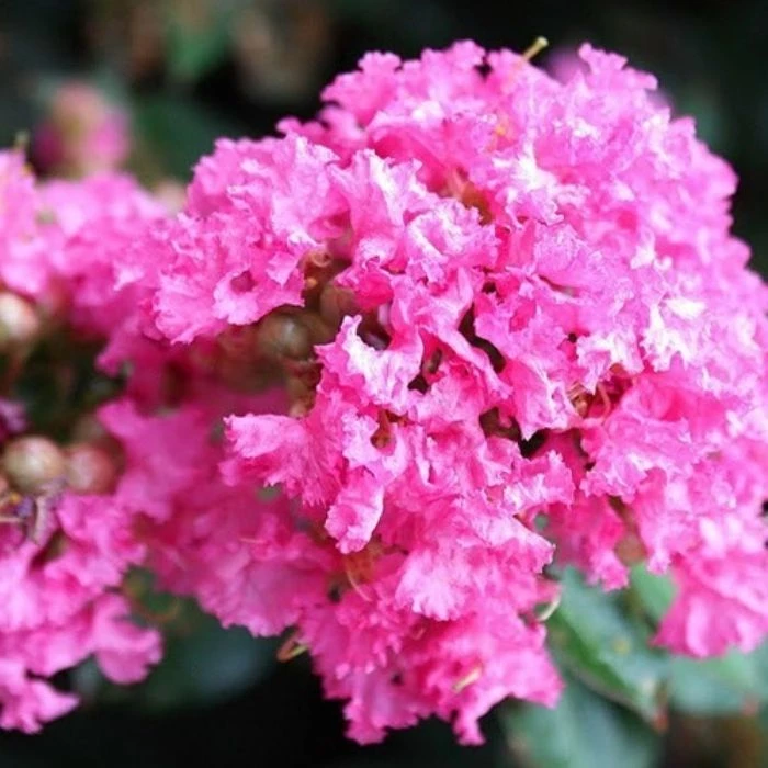 Garden Goods Direct Pocomoke Crape Myrtle 4 Garden Goods Direct Pocomoke Crape Myrtle