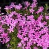 Garden Goods Direct Perennials Phlox Subulata Emerald Pink