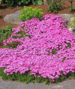 Garden Goods Direct Perennials Drummond's Pink Creeping Phlox