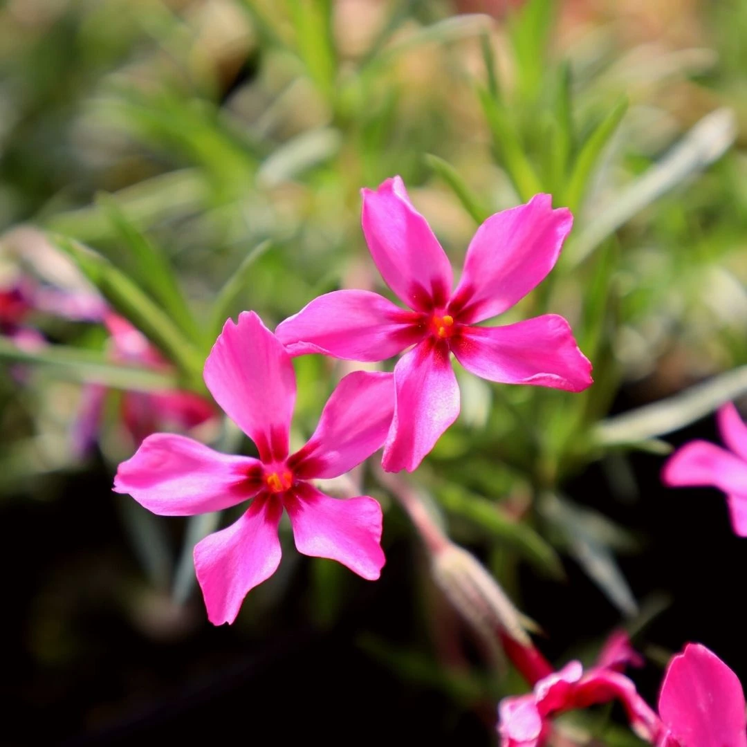 Garden Goods Direct Phlox Scarlet Flame 1 Garden Goods Direct Phlox Scarlet Flame