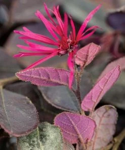 Garden Goods Direct Shrubs First Edition® Crimson Fire™ Loropetalum