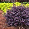 Garden Goods Direct Shrubs First Edition® Crimson Fire™ Loropetalum